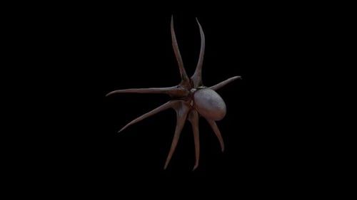 Oktopus