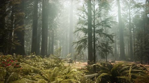 Sunset on the Giant Forest, Sequoia National Park, California
