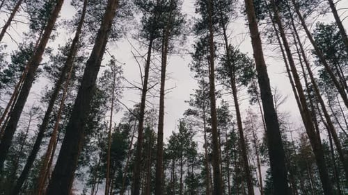 Dark Creepy Forest. Bottom View of Tree Trunks and Branches Against a Stormy Sky