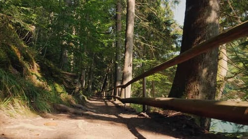 A Trail with a Wooden Fence in a Mountain Forest