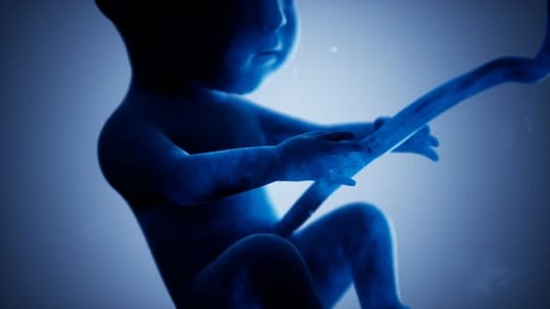 Animation médicale 3D d'un foetus humain