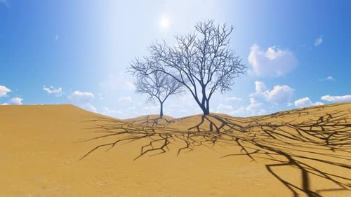 Timelapse in A Dry Desert Environment