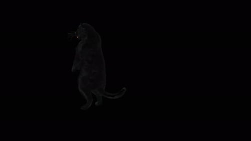 Animated Black Panther Standing and Observing