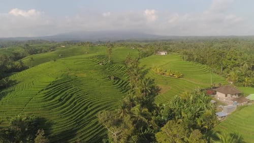 Rizières avec terres agricoles en Indonésie
