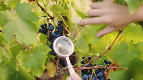 Winemaker Checks Red Grapes in the Vineyard