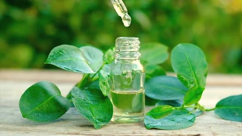 Óleo essencial de tea tree em uma pequena garrafa