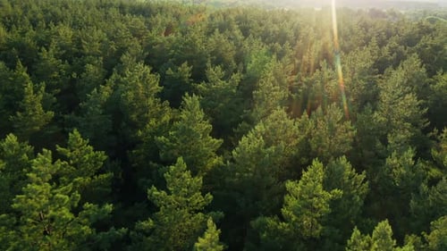 Vue aérienne du coucher du soleil au-dessus du paysage de forêt verte en soirée
