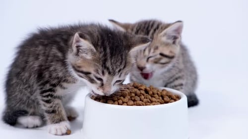 Close Up Two Striped Kittens Eating Fresh Dry Cat Food for Small Kittens