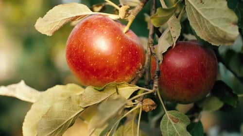 Red Apples Growing on the Tree Branch