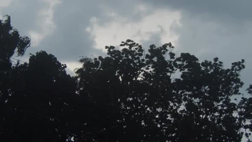 Trees Swaying Gently Beneath Cloudy Skies