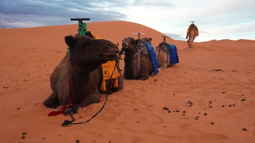Karawanenkamel, das auf Sanddünen in der Sahara steht