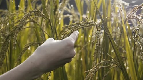 Close Up of Woman Inspecting Dew Covered Rice Stalks
