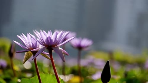Close Up of Water Lilies in Bloom