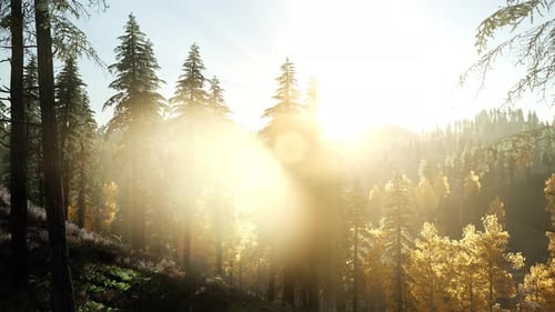 Sun Beams Through Trees