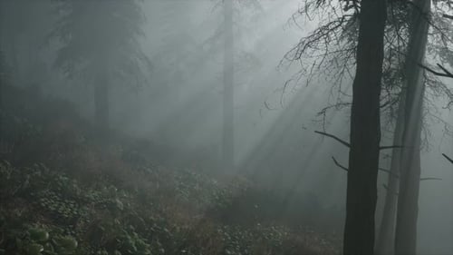 Coniferous Forest Backlit By the Fising Sun on a Misty