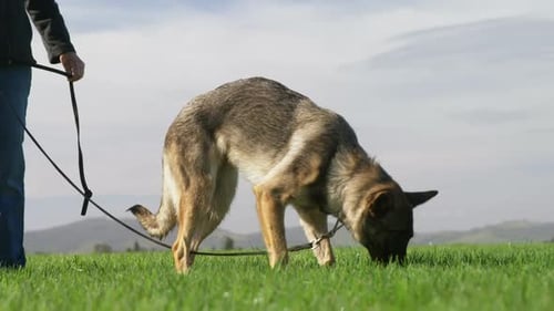 Shepherd dog walking with his owner in the farm