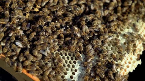 Close-up of honey bees. Frames of a bee hive. Bees turn nectar into honey.