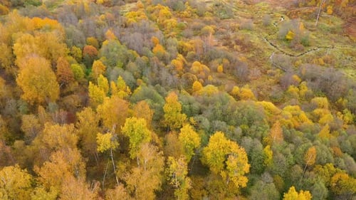 Flight Over the Autumn Forest. Crowns of Trees with Yellow Foliage. Deciduous Forest in the Fall