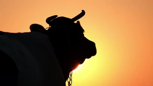 Silhouette of a Cow at a Bright Yellow Sunset
