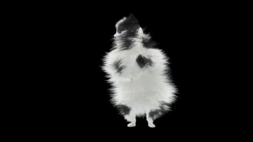Dog Dancing HD