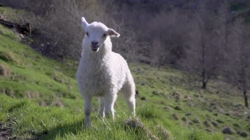 Small white lamb bleating calling for mother sheep
