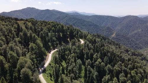Car Traveling Forest