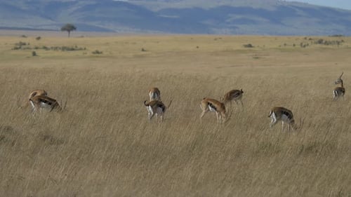 Gazelles Grazing Peacefully in African Savanna