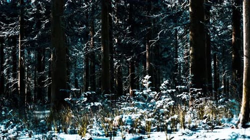 Snow Covered Conifer Forest at Sunny Day