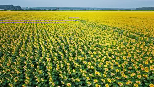 Aerial View of the Sunflowers Field