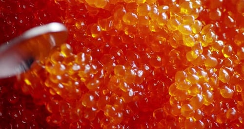 Fresh Red Caviar Stirred with a Spoon.