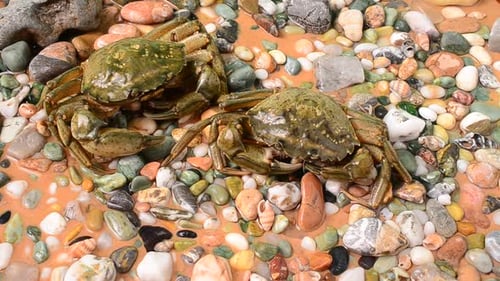 Crabes 14
