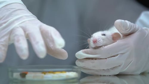 Lab Rat Held in Gloved Hands Close Up