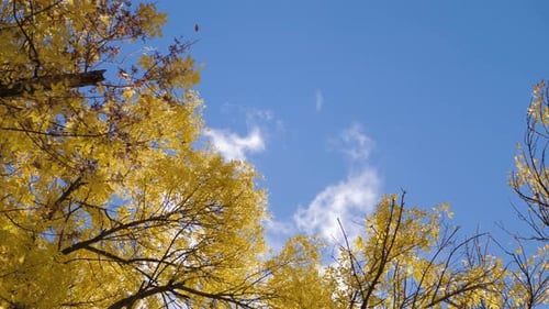 Colorful Autumn Leaves on the Sun. Tree with Yellow Leaves, the Daytime Sky.
