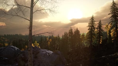 Summer Forest in Mountain Landscape