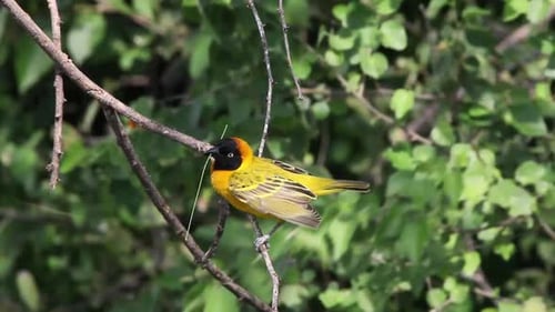 Bright Yellow Bird Perched on Branch with Twig