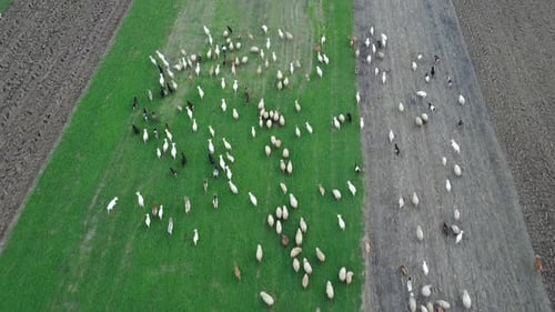 Sheeps And Goats Aerial Scene