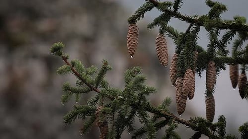 Close up, small pine cones hanging from pine tree. Humid water droplets dripping