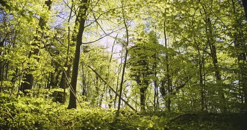 Reflets lumineux du soleil et beaux arbres luxuriants dans la forêt