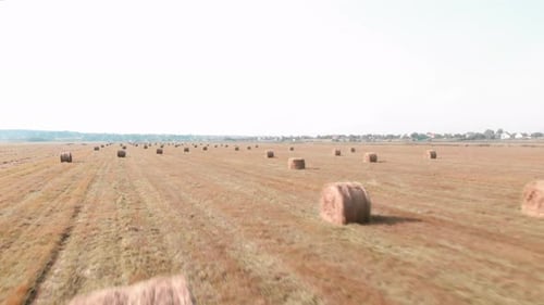 Rolled hay bales on wheat field