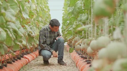 Fermier asiatique à la recherche et à la vérification du melon dans la serre de Melon Farm