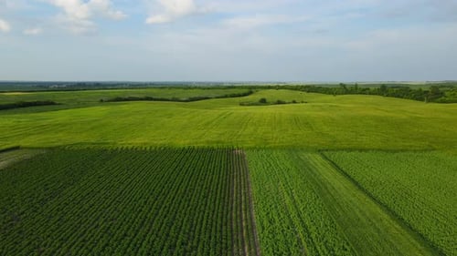 Toma aérea del campo sobre los campos de cereales de Ucrania.
Agricultura