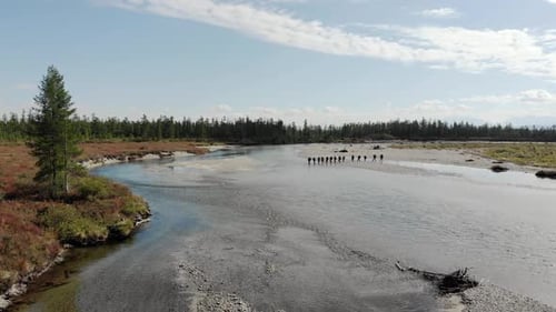 Aerial Tilt Up View of Tourists on a Guided Walk Crossing River at Sunset