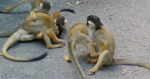 Squirrel Monkeys