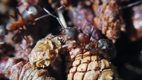 Big Red Ants in an Anthill in a Pine Forest