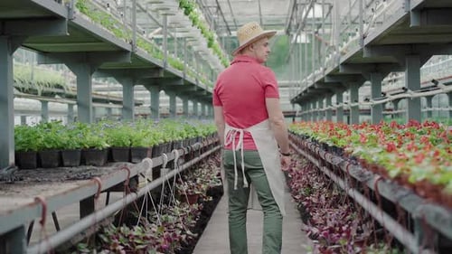 Wide Shot Back View of Confident Man Walking Along Rows in Greenhouse and Looking Around. Camera