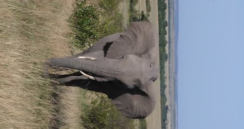 African Elephant, loxodonta africana, Adult walking through savannah, Eating Grass
