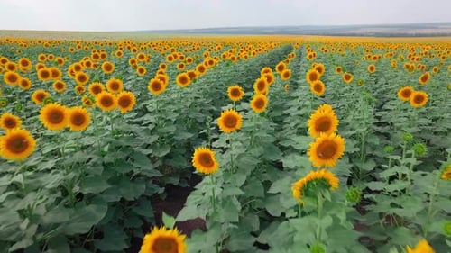 A field with bright yellow sunflowers on a sunny day. the drone.
