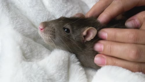 Person Petting a Furry Brown Pet Rat