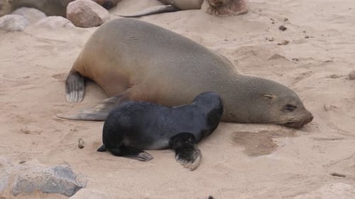 Mother sea lion and her pup sleeping on the beach