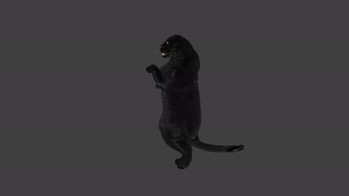 Black Panther Big Cat Standing and Roaring Animation